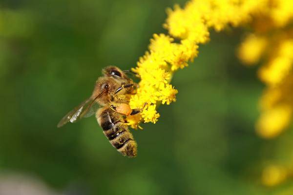 Бипин-т для пчел: способ применения, рекомендуемая доза, сроки обработки