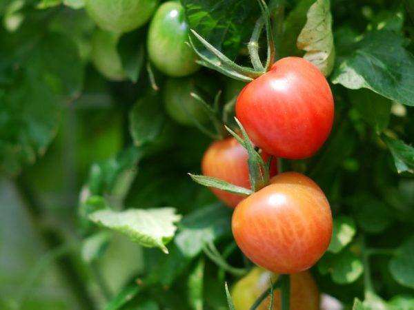 Севрюга — крупный и мясистый помидор сибирской селекции