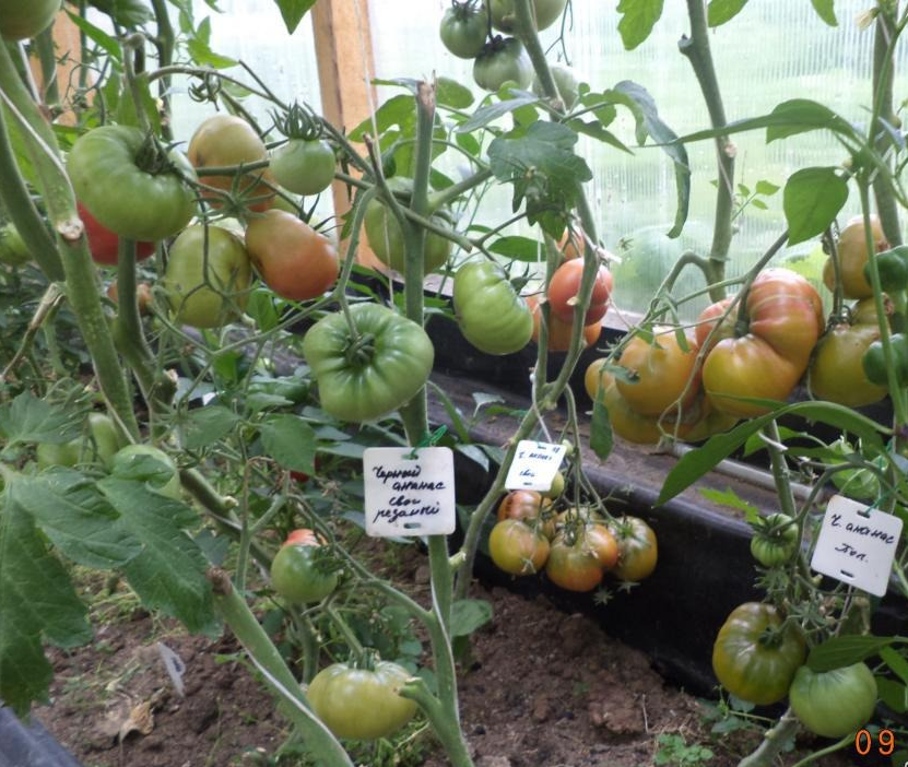 Вкусная экзотика - характеристика и описание сорта помидоров - чёрный мавр - общая информация - 2020