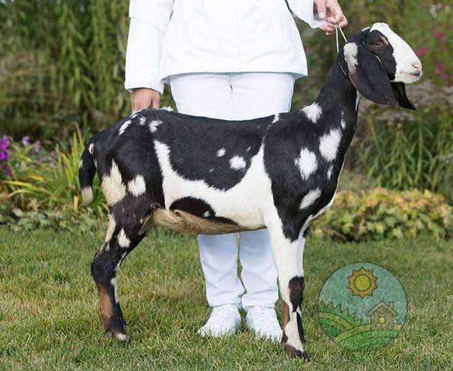 Нубийская порода коз – важные особенности ухода и содержания 2020