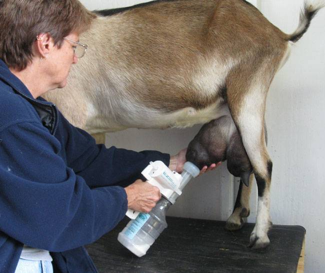 Как доить корову доильным аппаратом: подготовка и правила доения