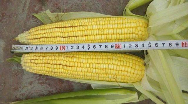 Выбираем какой сорт кукурузы посадить у себя на участке