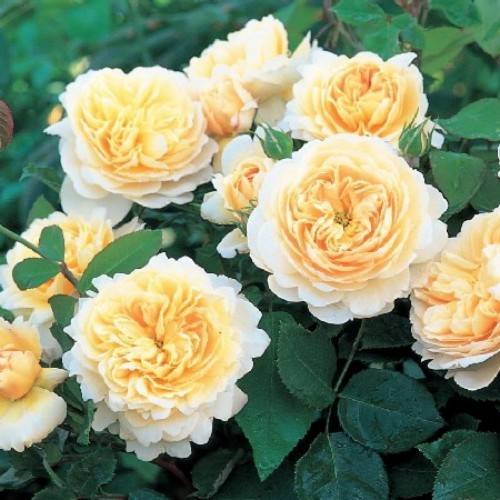 Роза крокус роуз фото и описание отзывы