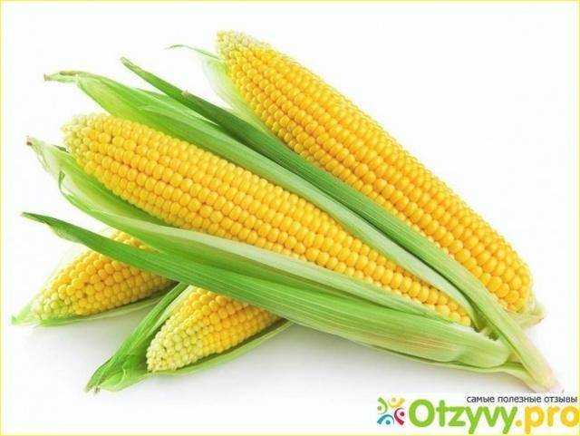 Лучшие сорта кукурузы для любых регионов россии