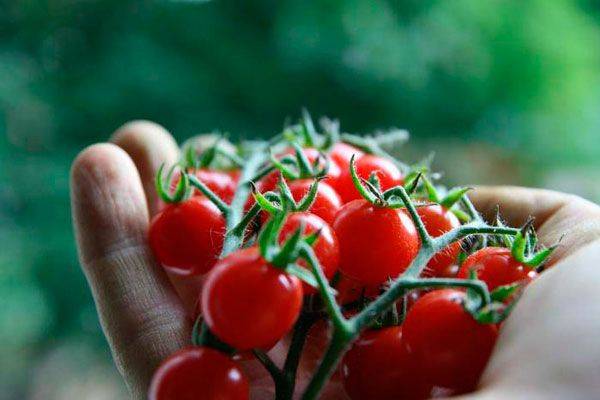 Выращивание томата клюква в сахаре