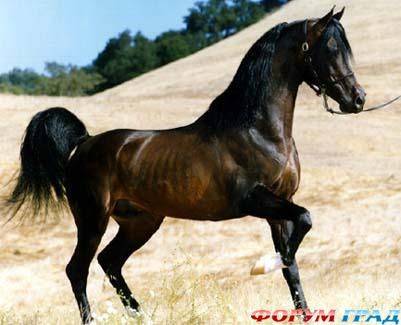 Арабская лошадь: особенности разведения и уход