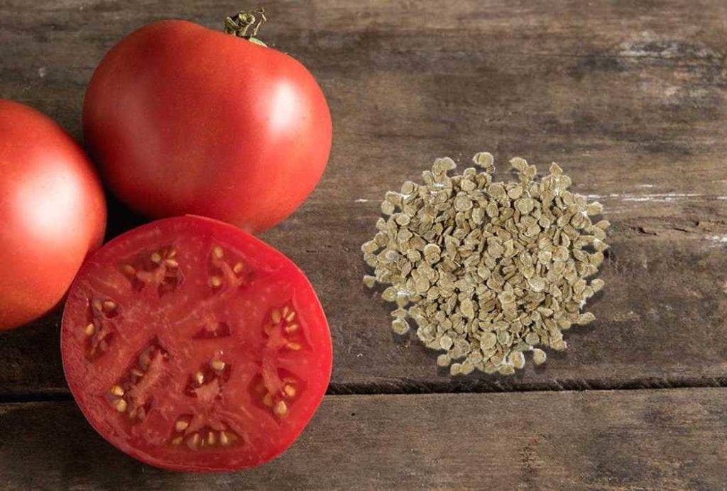 Как правильно собрать семена помидоров в домашних условиях – все о помидорках