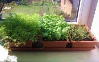 Огород на подоконнике зимой для начинающих - виды зелени для выращивания в домашних условиях