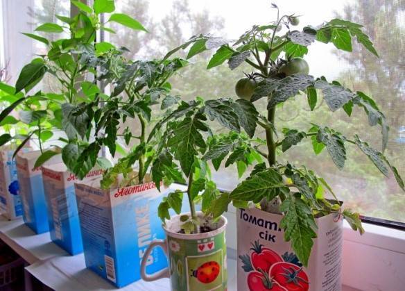 Технология выращивания помидоров на подоконнике. инструкция от а до я