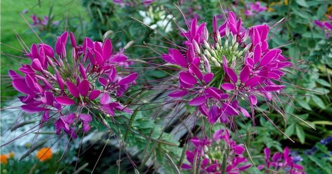 Цветок Клеома: фото и правила выращивания