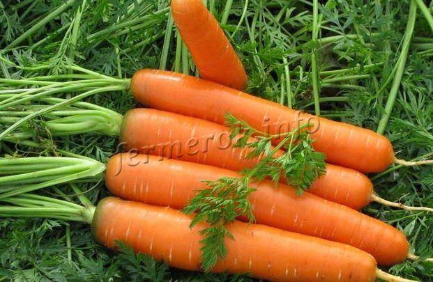 Гибридная разновидность моркови дордонь f1