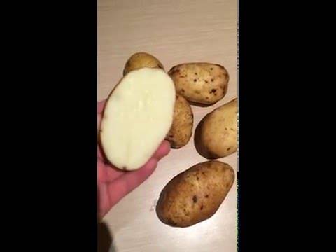 Картофель янка характеристика сорта отзывы вкусовые качества. сорт картофеля янка