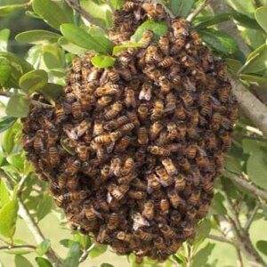 Как избежать роения пчел?