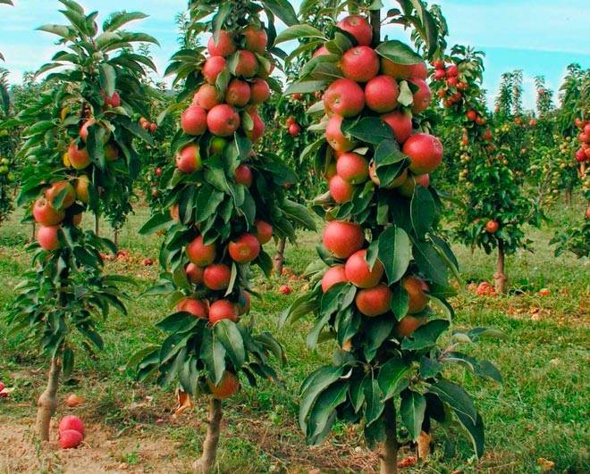 Опытные садоводы расскажут, как производится обрезка старых яблонь