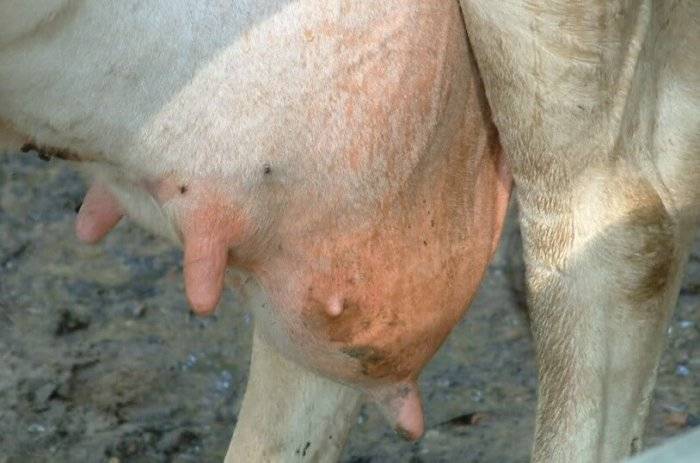 Фибринозный мастит у коров: лечение и профилактика