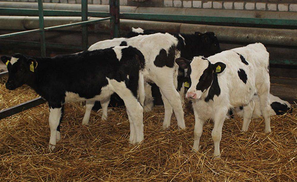 О болезнях коров и крупного рогатого скота: симптомы, лечение (что делать)