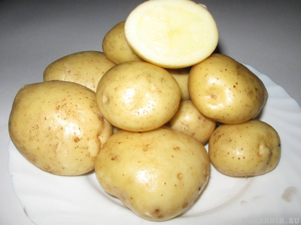 Картофель нандина: характеристика сорта, отзывы | весьогород.ру