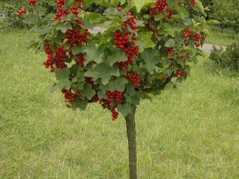 Штамб дерева: технология формирования кроны плодовых и декоративных растений своими руками