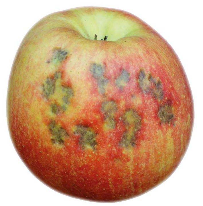 Вкусный привет из лета. как правильно сохранить яблоки на зиму свежими?