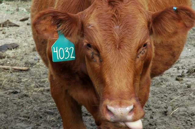Хламидиоз крупного рогатого скота (крс): симптомы, лечение, вакцина