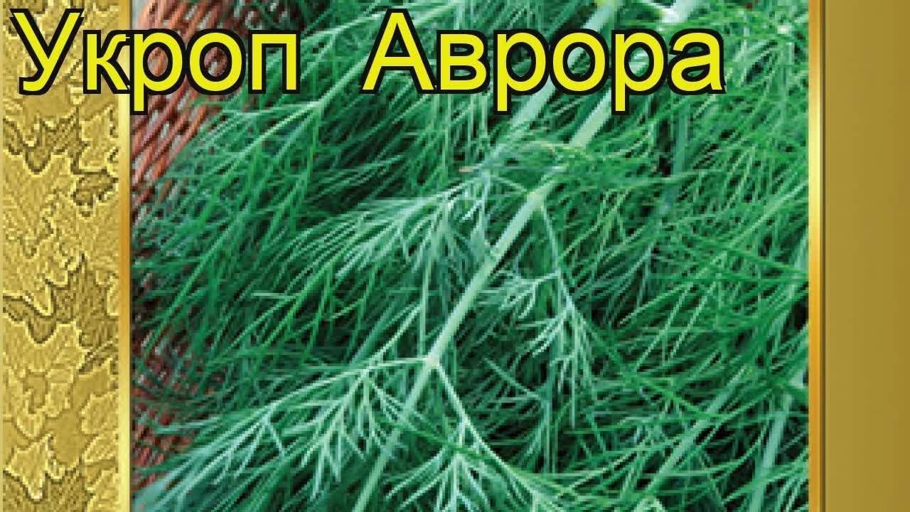 Укроп Аврора: отзывы, фото, выращивание