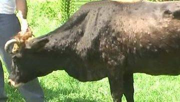 Гиподерматоз крупного рогатого скота – лечение оводовых болезней 2020