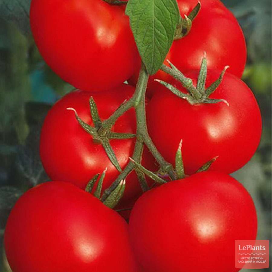 Надежный и урожайный сорт ранних помидоров «оля»