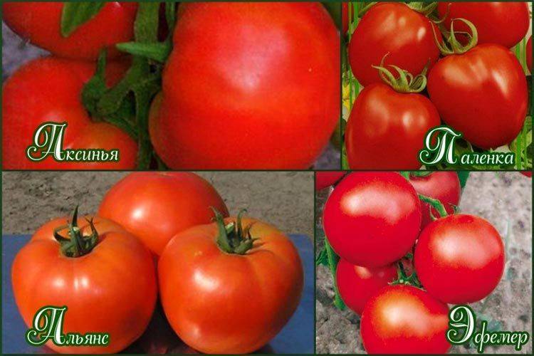 Какие томаты сажать в теплице из поликарбоната: лучшие сорта и рекомендации по выращиванию