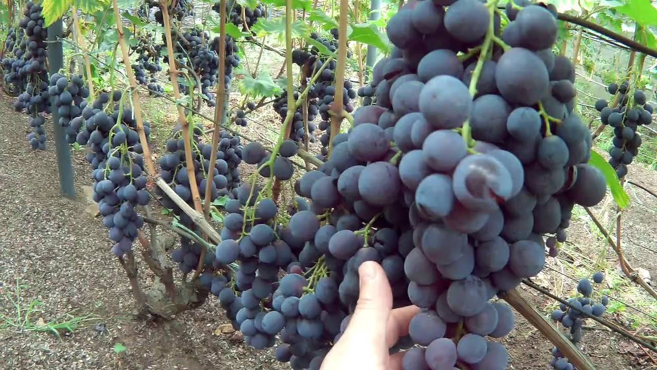 Виноград страшенский: описание сорта, фото и особенности выращивания, болезни и вредители