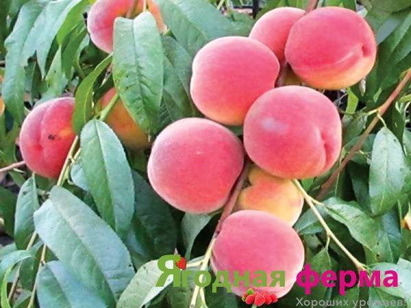 Персик понтийский — описание сорта и отзывы садоводов