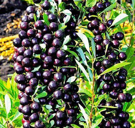 О вишне малиновка: характеристика и описание сорта, выращивание и уход