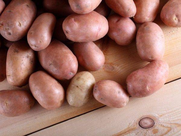 Картофель "сантана" - описание сорта, подробная характеристика и фото