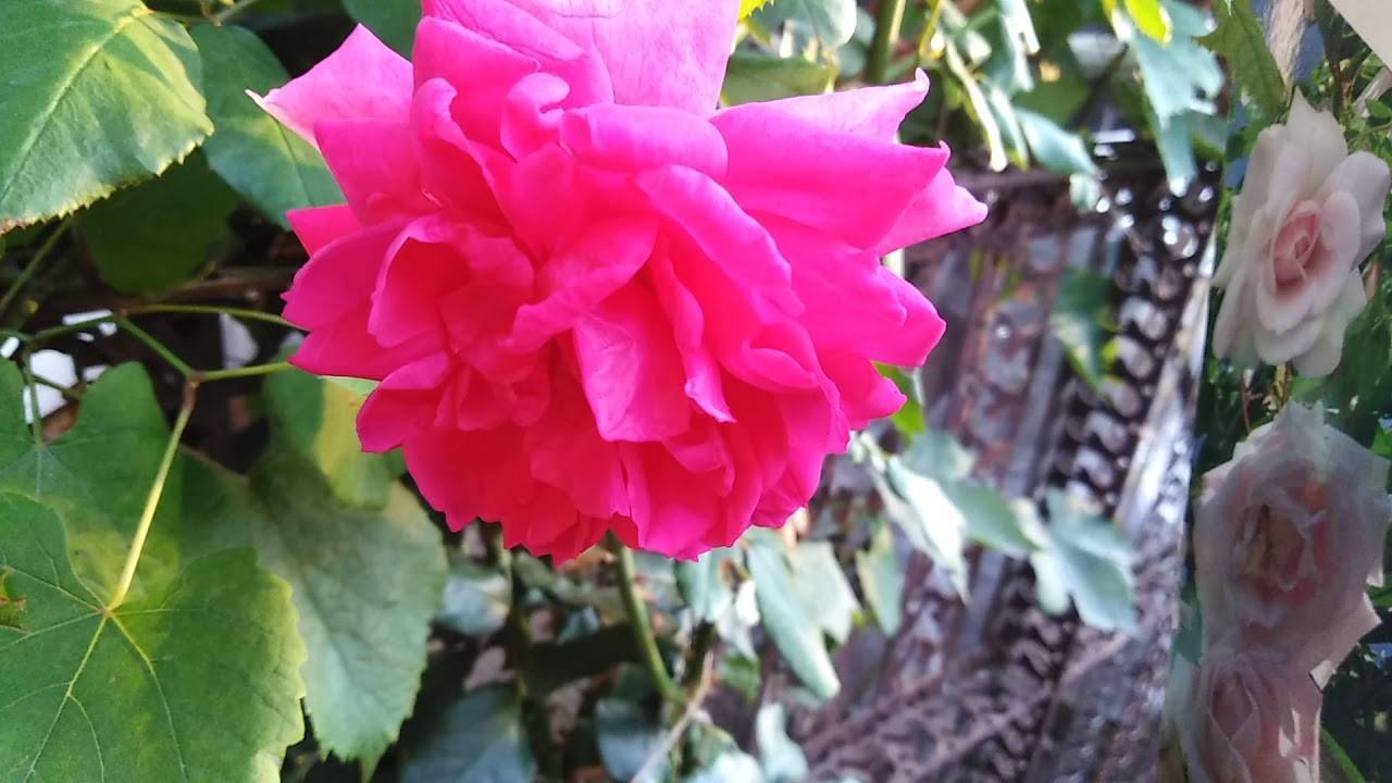 Плетистая роза «new dawn» для начинающих розоводов