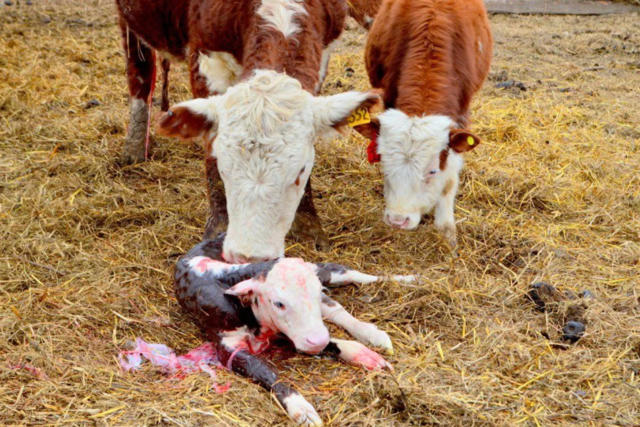 Признаки отела коровы (35 фото): первые предвестники начала родов. как ведет себя корова? как узнать, как скоро она будет телиться?