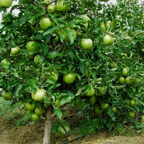 Яблоня мантет: описание сорта, фото, отзывы садоводов