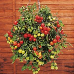 Описание, характеристика и выращивание сорта помидоров балконное чудо