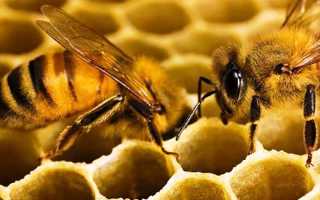 Вредители пчел
