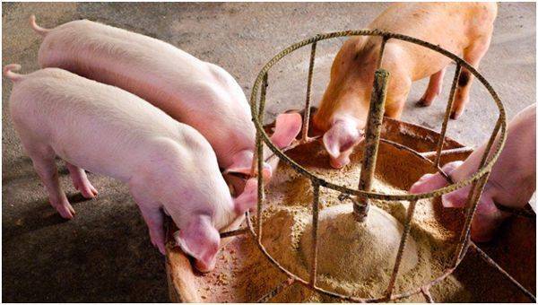 Пастереллез свиней: симптомы, лечение и вакцинация