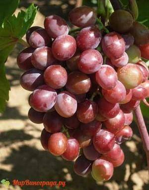Сорт винограда «виктория» описание и фото