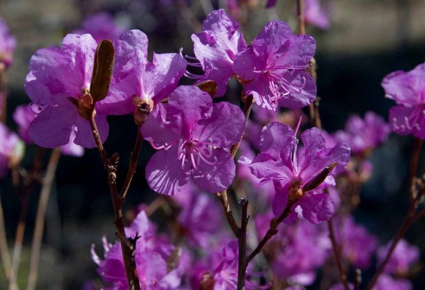 Цветок рододендрон: посадка и уход в открытом грунте, фото, выращивание и сорта