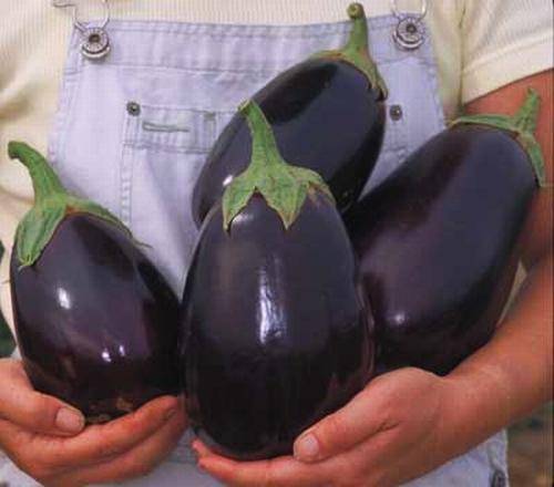Сорт баклажанов чёрный принц: описание, агротехника выращивания