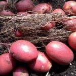 Описание сорта картофеля лабелла особенности выращивания и ухода