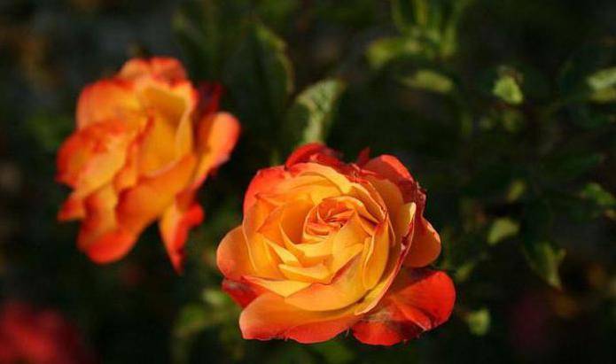 Плетистая повторноцветущая роза флорибунда Rumba (Румба)