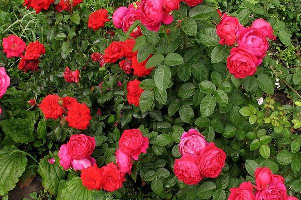 Все секреты выращивания кустовой пионовидной розы пиано. все секреты выращивания кустовой пионовидной розы пиано роза английская парковая чарминг пиано