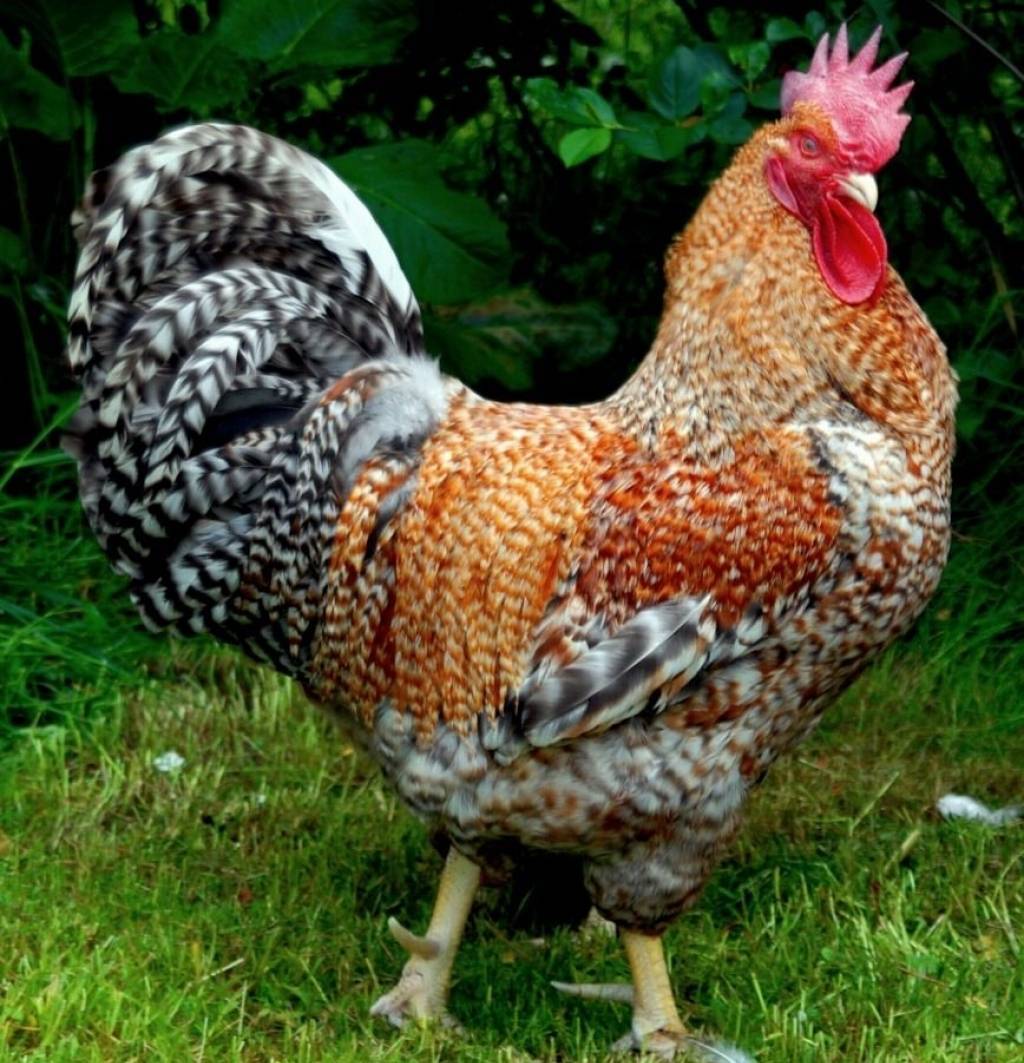 Билефельдер: порода домашних кур, подробное описание