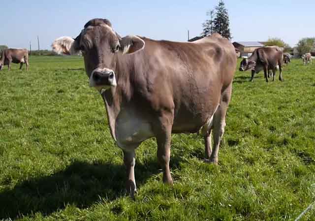 Причины появления бородавок на вымени у коровы, использование народных средств