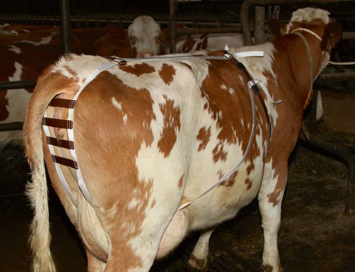 Причины появления кетоза у коров, симптоматика, правила лечения и профилактики