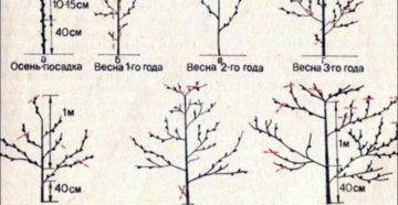 Урожайность персика — зеркало обрезки