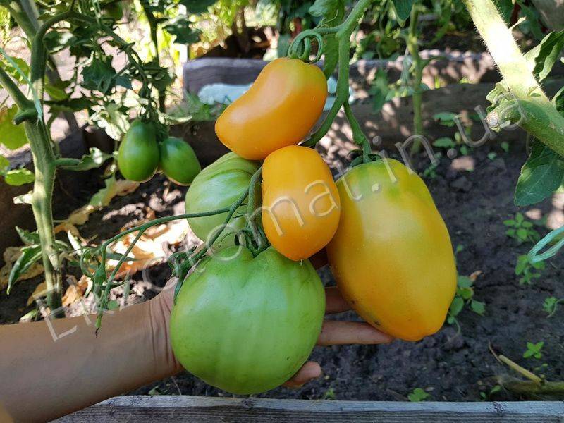 Отличный выбор для летнего выращивания — томат минусинский стакан оранжевый: описание сорта