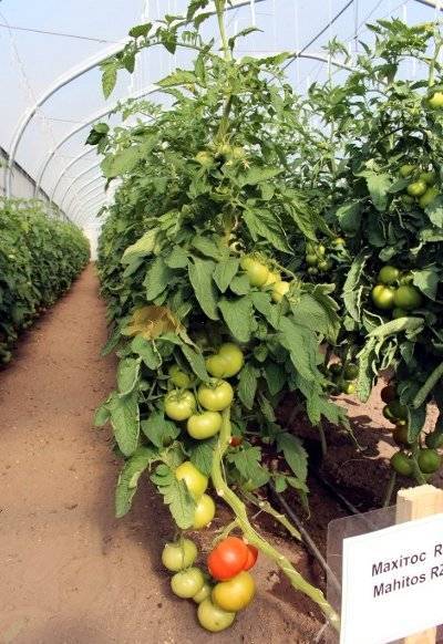 Особенности выращивания и посадки томата махитос